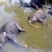 Sri Lanka 123