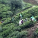 Sri Lanka 386
